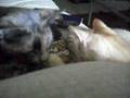 foster cats