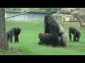 Gorillas in love at Atlanta Zoo