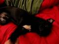 Morgan and Fairchild waking up