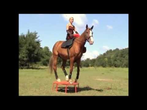 Rencontre equitation