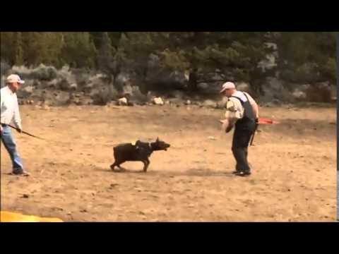 CH MAYLI Schutzhund IPO