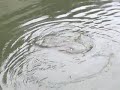 Trota Fario 3,0 kg - Thumb #2
