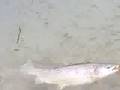 Trota Fario 3,0 kg