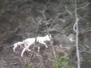Dall Sheep, Alaska