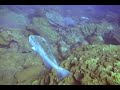 Yellowmouth_Grouper-West_Bank_2-2006.09.15-2048KBs.mp4 Yellowmouth_Grouper-West_Bank_2-2006.09.15-2048KBs.mp4