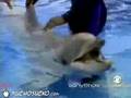 Blind Kid uses Echolocation to See