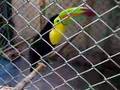 toucan attack