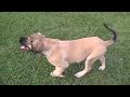 Samson, Big Bad Boerboel Puppy Samson, Big Bad Boerboel Puppy