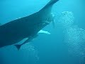 Maldives Diving Dubai Petroleum Club