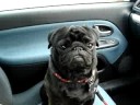 Alf