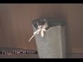 Kitten vs. The Paper Shredder Kitten vs. The Paper Shredder
