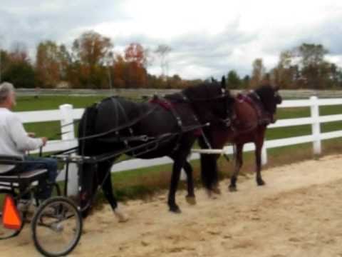 how to hitch two horses to a wagon