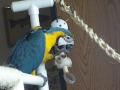 Baby Blue and Gold Macaw playing