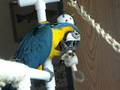 Baby Blue and Gold Macaw playing
