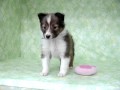 【きくちペット】 仔犬仔猫№10148　シェットランド・シープドッグ