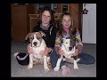 DOL Staffords & Amstaffs