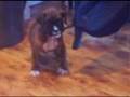Kippax Boxer Puppies - 6th Mar 08