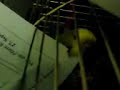 Vogel frisst Papier