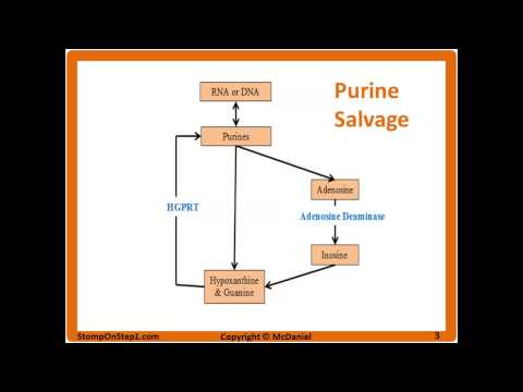 how to control uric acid in a body