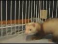 videos de Angel & Ember Playing Clip 1