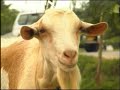Urban Agriculture film 1