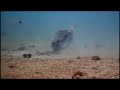 Biodiversidade - O Retorno das Tartarugas Biodiversidade - O Retorno das Tartarugas