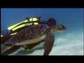 Biodiversidade - O Retorno das Tartarugas