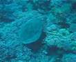 Diving  Marsa Alam 2005 Red Sea Tauchen Scuba