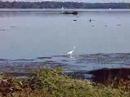 Snowy Egret in the Potomac River, South of Alexandria, VA
