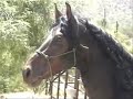 Caboclo da Piedade - A Summerwind Gelding