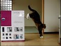 大きな箱とねこ。スーパースローver.- A Big Box And Maru. Super Slow Ver.