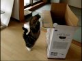 Super Slow Motion - Maru the Cat 