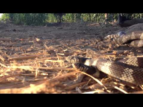 apareandose - Víboras apareandose en el rancho , no se que especie sean , comenten por favor .