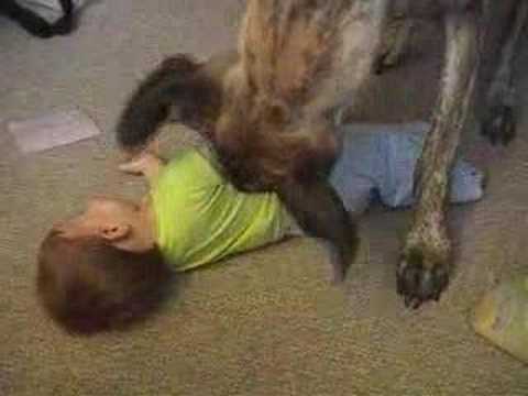 dogue allemand