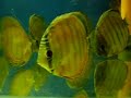 Wild Discus 