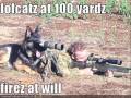 FUNNY DOGS PICTURE