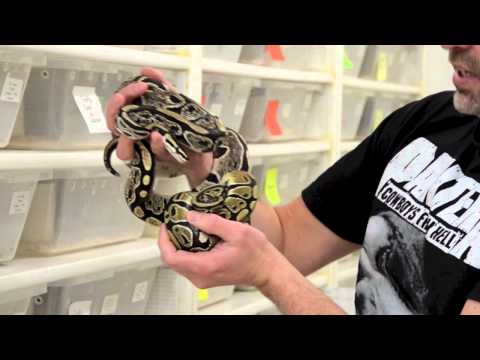 YouTube reptile video