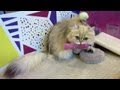 12 06 23 Persian kitten mom goes crazy while babies sleep