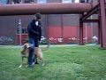 Dogdancing