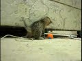 kitten pouncing on ball, mice, fishing toy and foam. Song by Marc Gunn, www.marcgunn.com