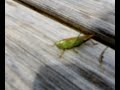 GRASSHOPPER @ PUB BEER GARDEN