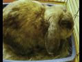 Heulwen's Litter: Day 4