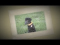 Man's Best Friend