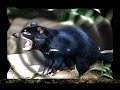 strane creature