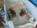 videos de Ellie + Fonzie Pups 1-8-9