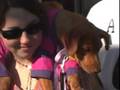 dress up your dog, hot dog costume, bumble bee dog costume