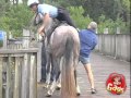 Horse Police Mount Fail