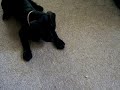 Leu the Beagador vs. the Moth
