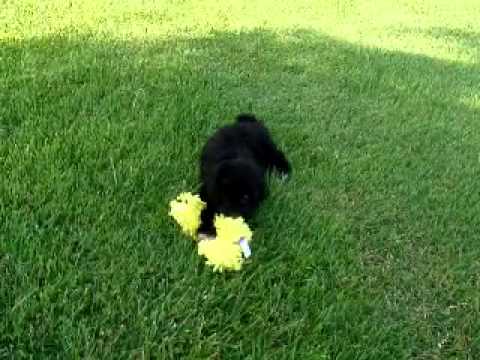 Benjamin...Adorable Shih Poo!!!