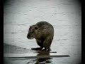 Coypu